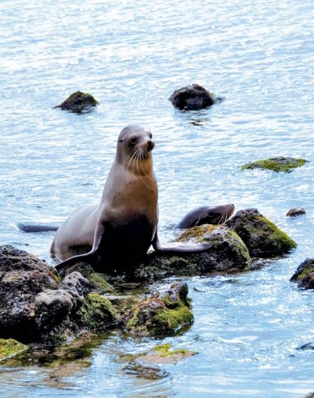 Galapagos Tours Galapagos Tours