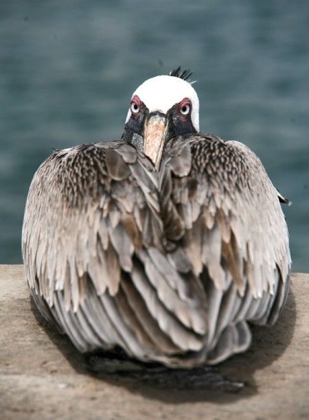 Pelicano Galapagos Ecuador