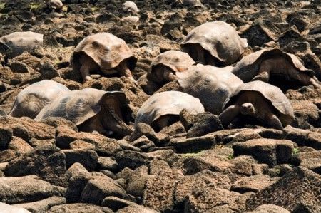Tortugas Islas Galapagos Tortugas Islas Galapagos