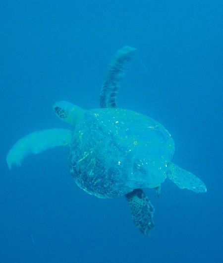 Tortugas Marinas Galapagos Ecuador